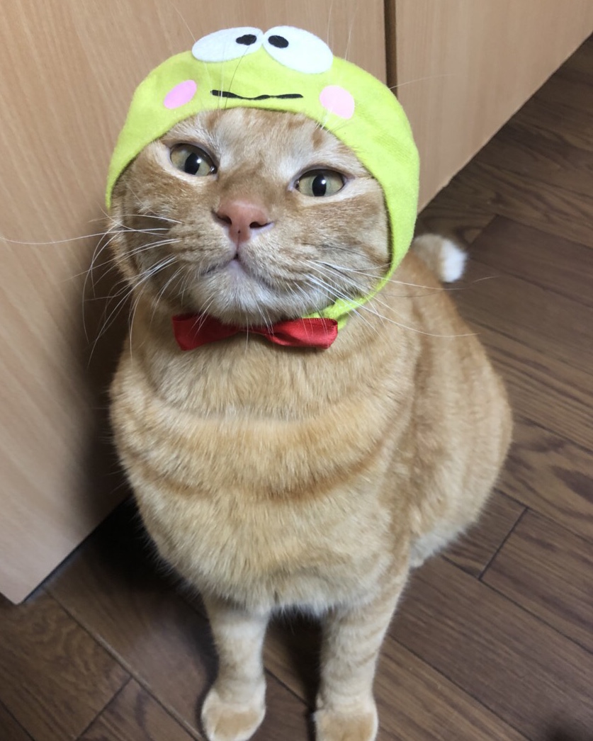 猫×被り物＝かわいい